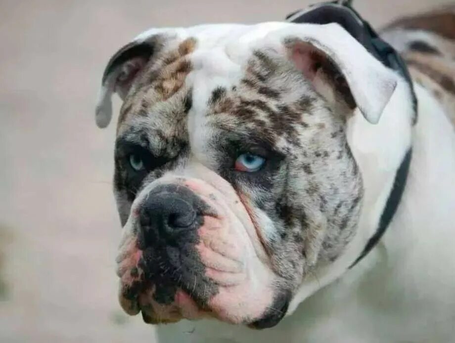 Алапахский чистокровный бульдо. Бульдог отто алапахский. Чистокровный бульдог. Чистокровный бульдог. Бульдог отто алапахский.