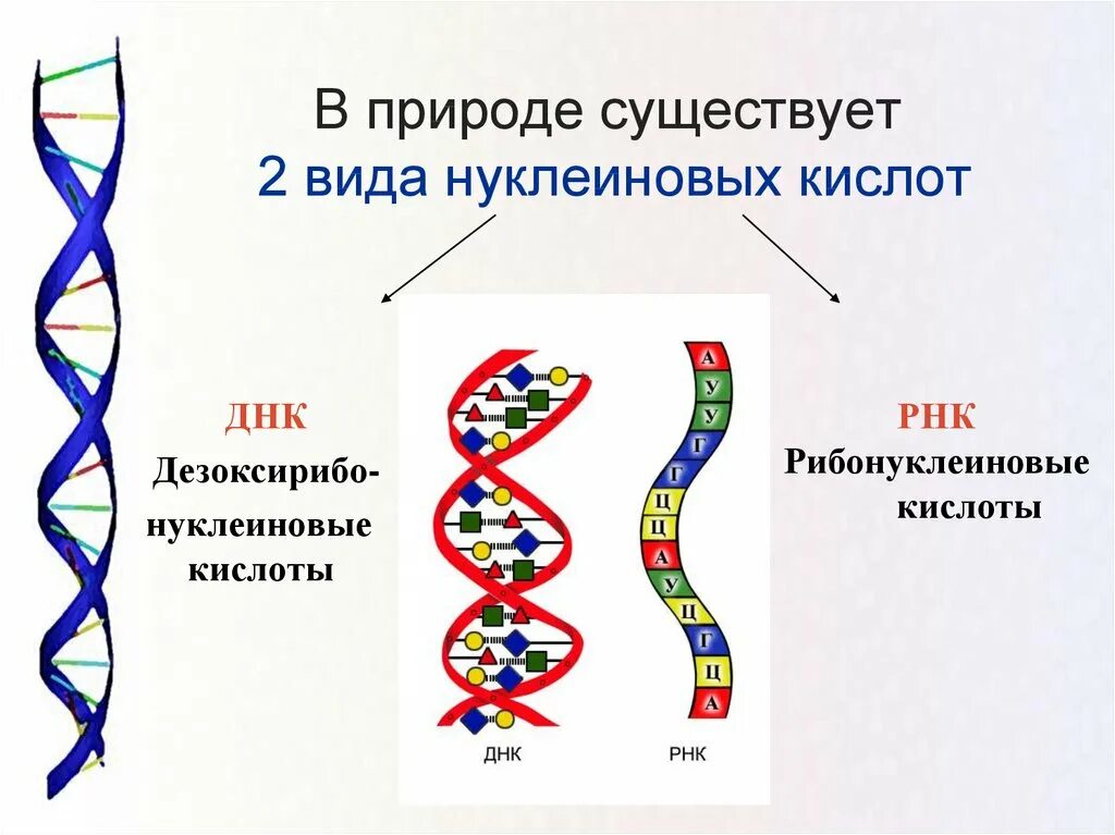 Типы структуры днк. Нуклеиновые кислоты днк рисунок. нуклеиновые кислоты дезоксирибонуклеиновые кислоты (днк). нуклеиновые кислоты строение днк. строение нуклеиновых кислот рнк.