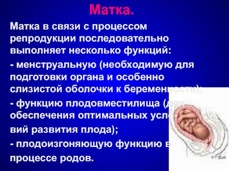 Орган матка функция. Матка строение и функции. матка акушерство строение. функции матки анатомия.