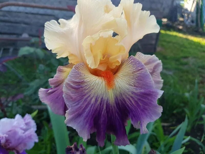 ирисовый сад ивана мельникова бобров. ирис сибирский девилз дрим. ирис bright, брайт. ирис солнечная мечта локтев '06. ирис фиолетовый с желтым.