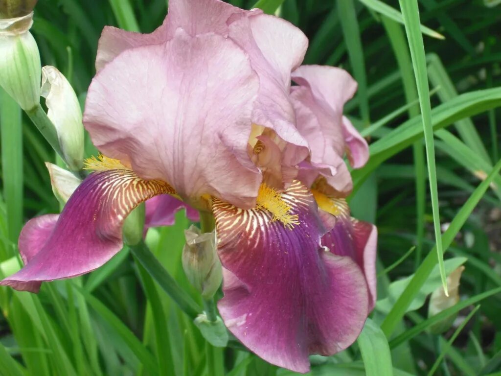 ирис дон эйри. ирис roaring twenties. ирис жена пети. ирис жена пети. ирис жена пети.