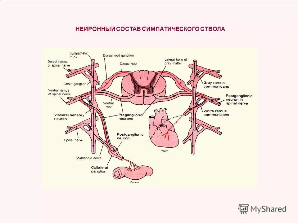 от узла отходят два нервных ствола