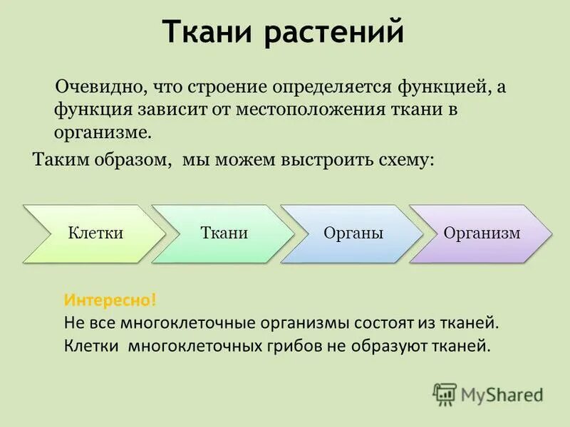 Дайте понятие ткани. Понятие термина ткань.