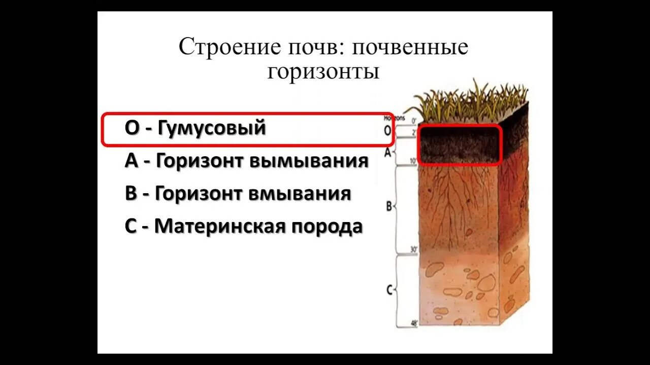 Образование почвы. Зональные типы почв. Почвы России. Почва 8 класс. Тест по теме почвы 8 класс география