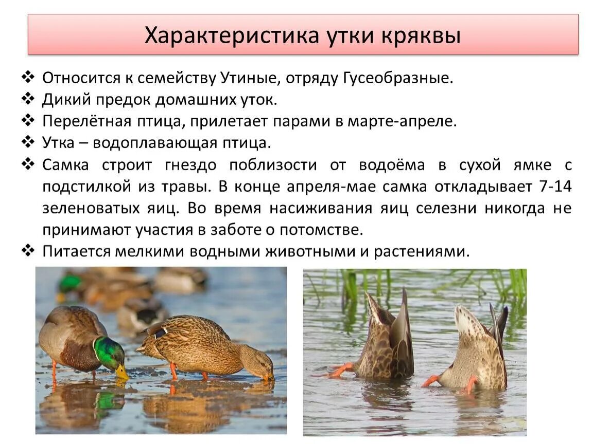 Утка биологическое значение