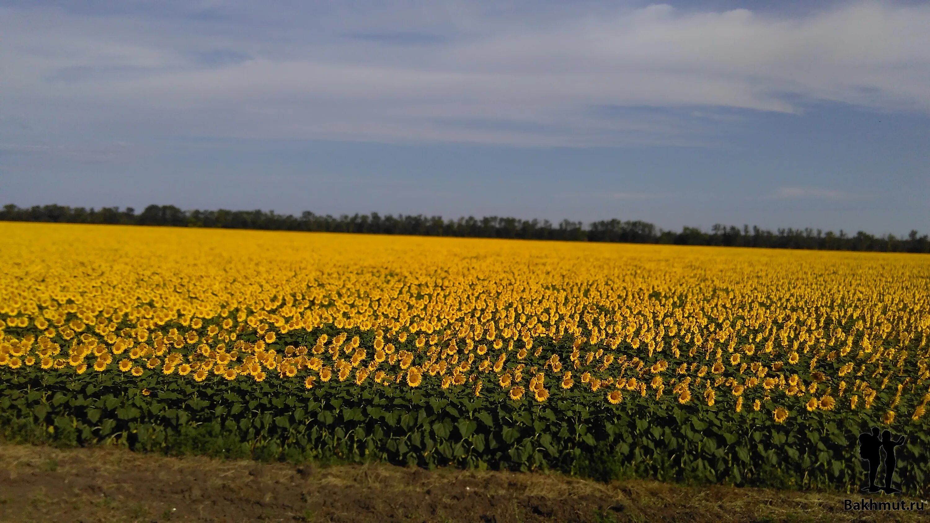 средний запад – житница страны. краснодарский край поля пшеницы. кубань житница россии кубань. среднедунайская низменность словакии. житница страны.
