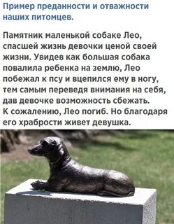Преданность собаки сочинение