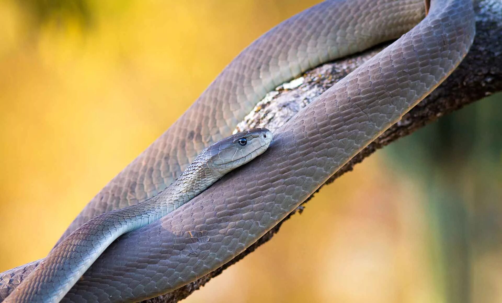 Snake x. Мокасиновая змея. Черный Техасский полоз. Ядовитая змея мамба. Ядовитая змея черная мамба.