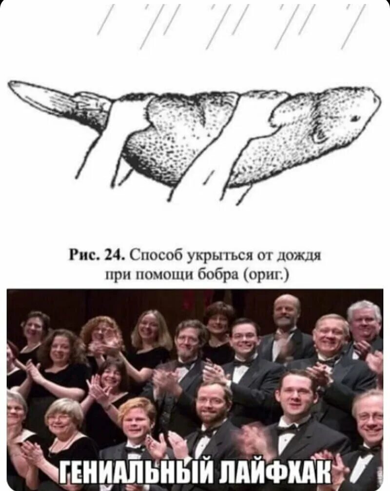 Поднял бобра