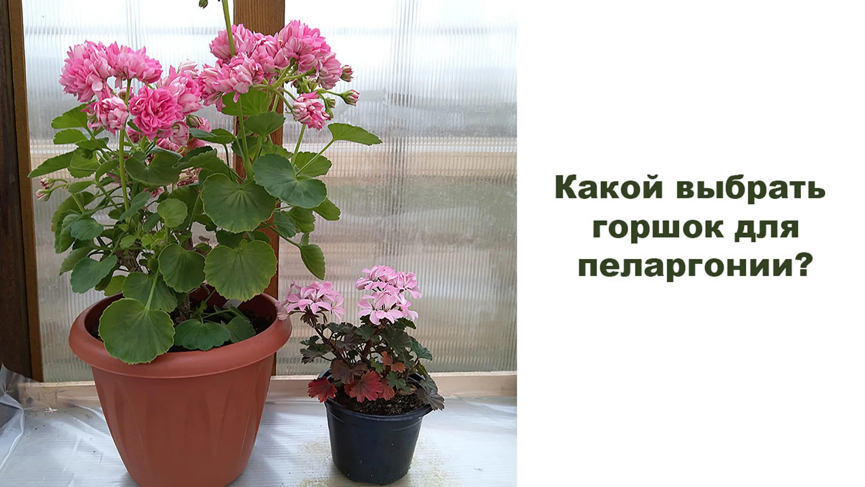 Какой объем нужен для пеларгонии. Какой объем нужен для пеларгонии. Пеларгония в горшке. Зонартик объем горшка. Горшок для герани размер.