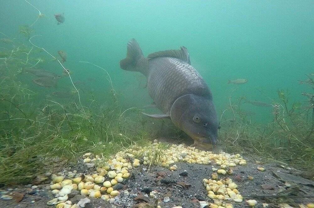 Сазан под водой. Карп. Карась в воде. Карп под водой. Скорпионовый карп