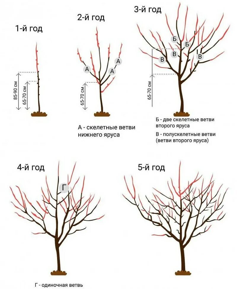 Обрезка груши схема. Формирующая обрезка груши весной. Обрезка груши весной 3 года схема. Подрезка груши весной формирование кроны. Обрезка яблони весной сроки