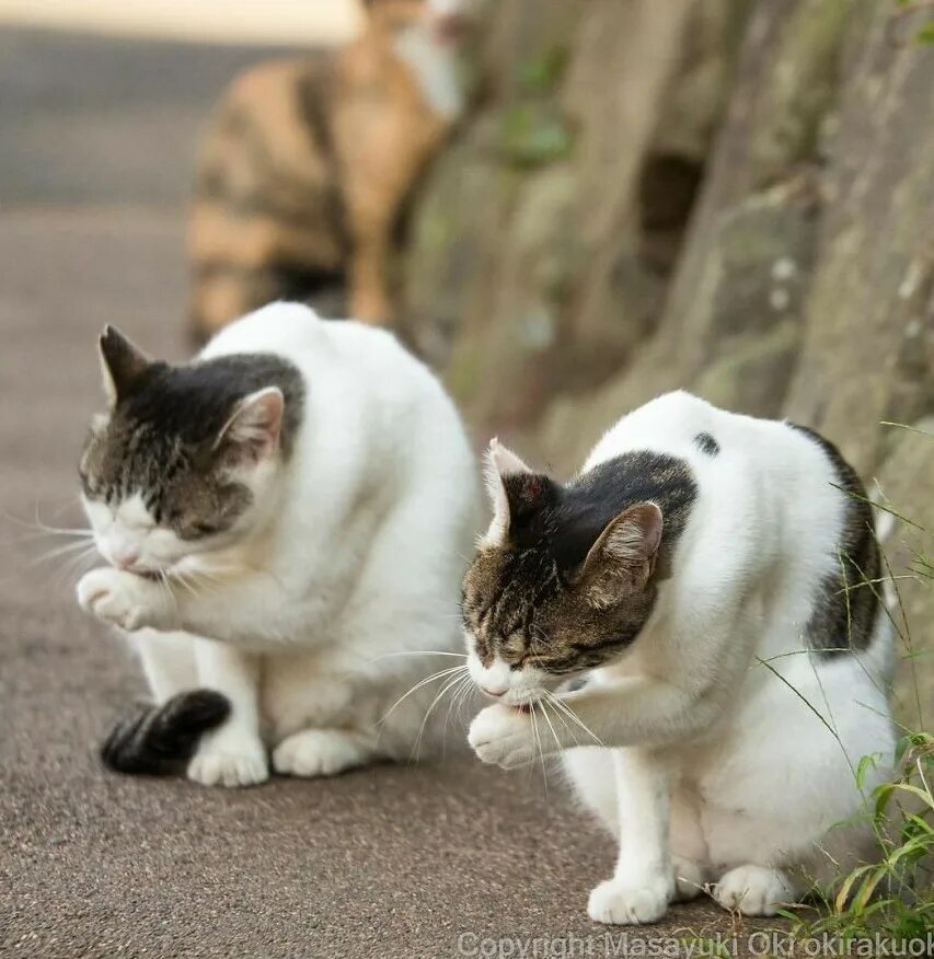 Прогулка кошки