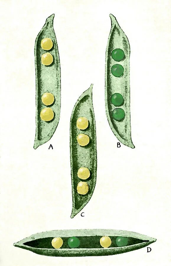 Грегор Мендель опыт с горохом. Горошек Менделя. Горох Мендель генетика. Опыт Менделя с горохом.