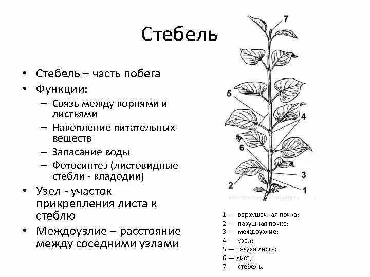 Функции побега цветкового растения. Строение побега черешок. Строение стебля растения с листьями. Строение стебля цветка схема. Функции стебля цветка