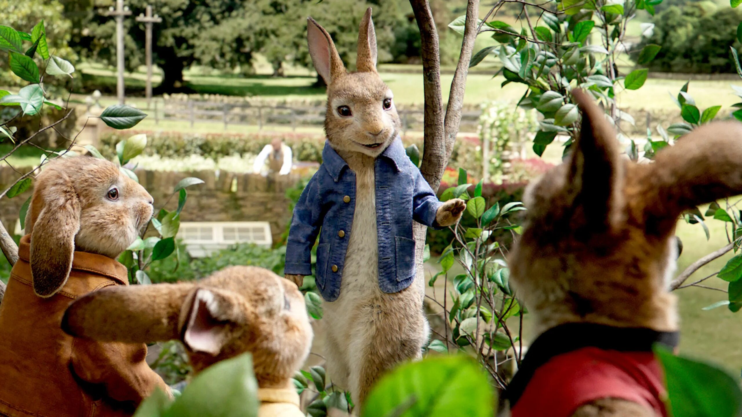 Rabbit movie. Кролик Питер 2018 кадры.