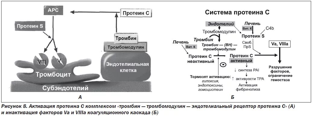 Протеин c и s