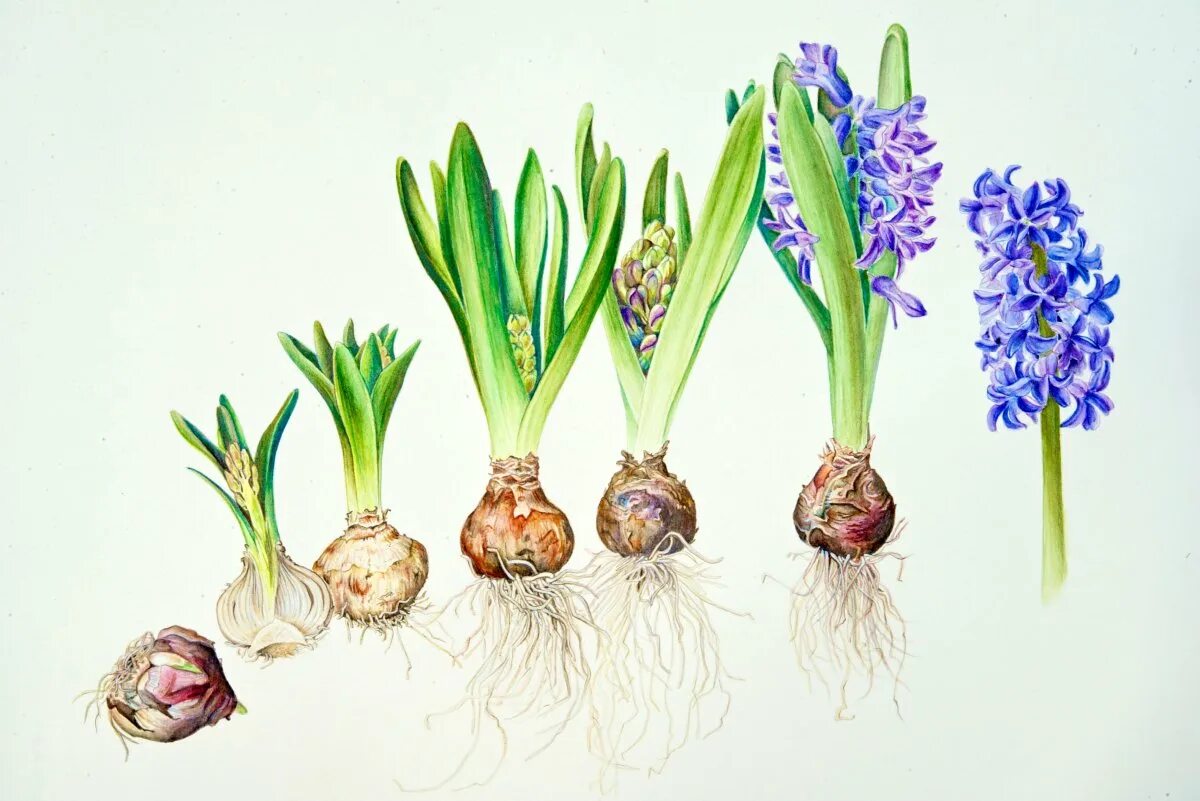 Гиацинт клубни. Луковицы гиацинтов. Посадочный материал луковицы. Цветок с луковицей гиацинта. Лотос гиацинт р9.