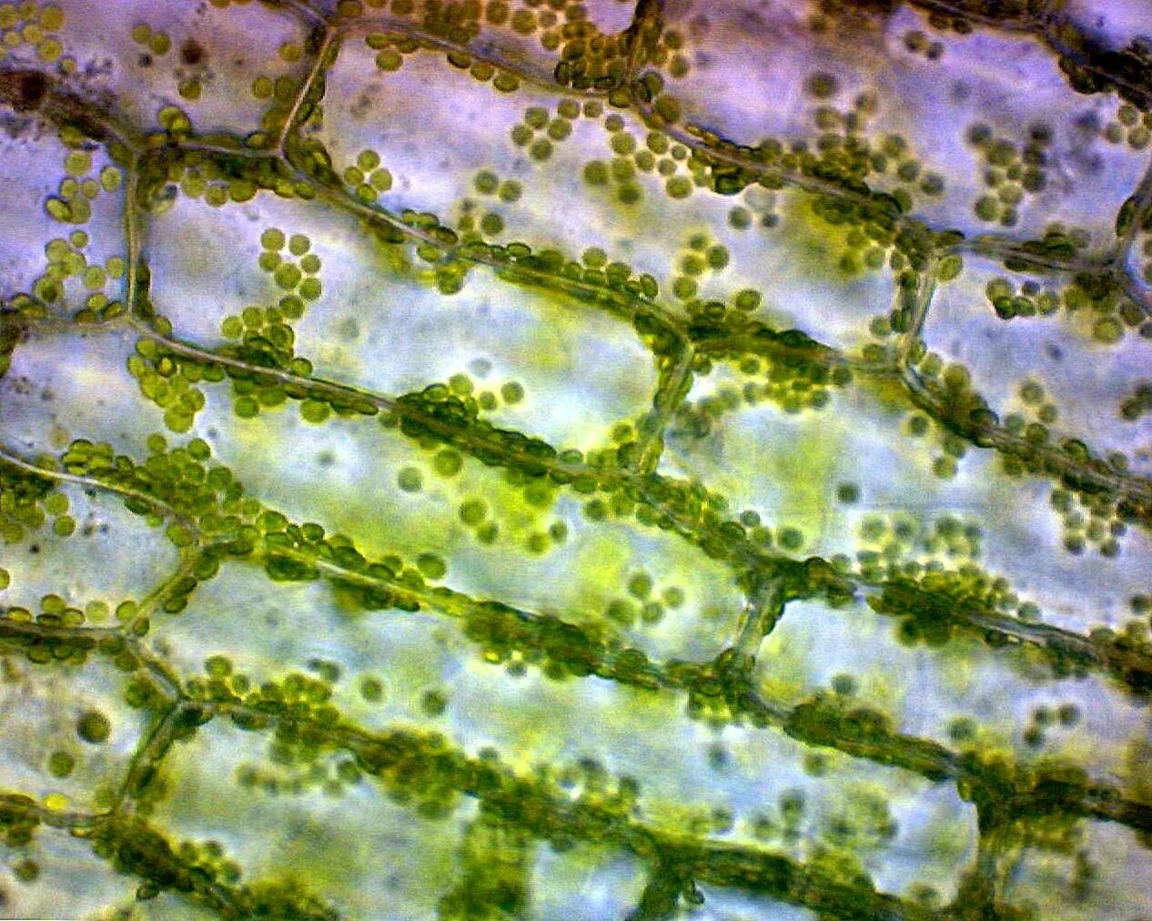 Водоросли пластинки. Хлоропласты элодеи. Хлоропласты в листе элодеи. Клетки листа элодеи под микроскопом. Клетка элодеи канадской.