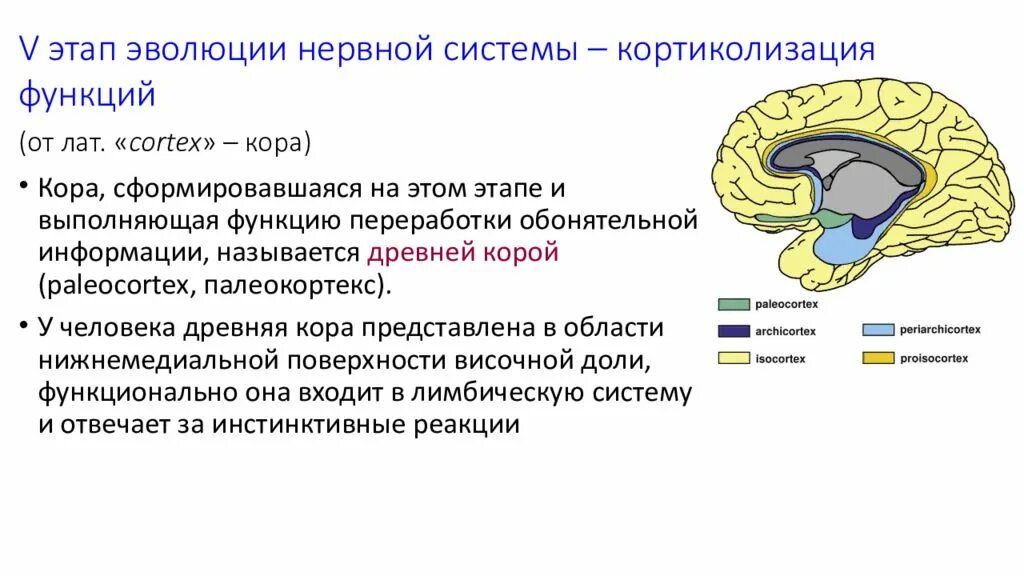 Этапы филогенеза нервной системы. Этапы развития нервной системы в филогенезе. Филогенез мозга человека. Этапы развития нервной системы в процессе филогенеза..