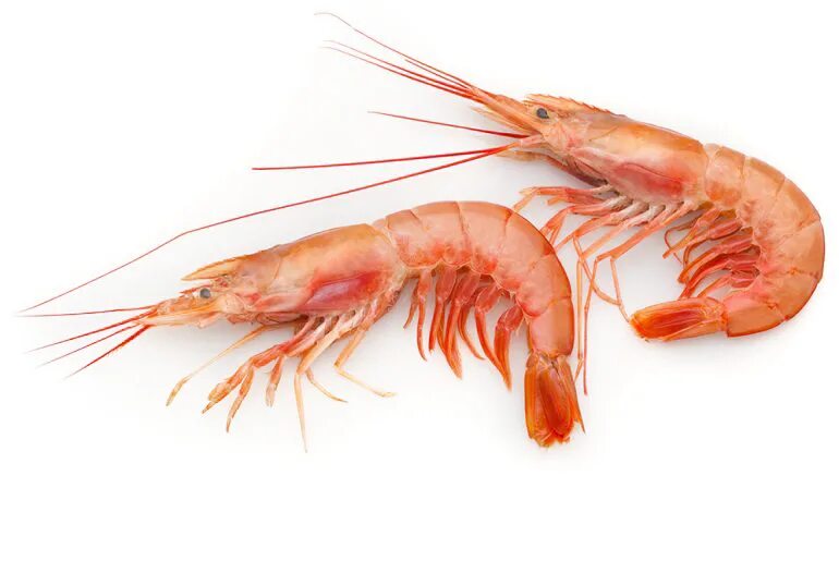 Лангустины вареные. Лангустины l1 аргентина. Лангустины s2 что такое. Креветка северная 1 кг "далькреветка ". Креветки лангустины l3.