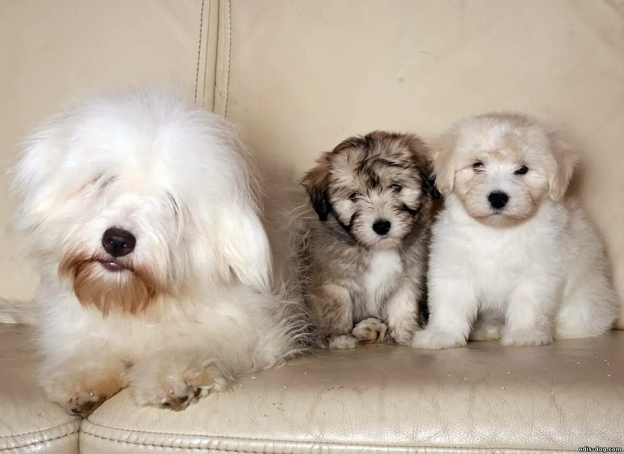 Кавалер кинг чарльз черно подпалый. Собака компаньон. Породы собак компаньонов больших. Порода компаньон. Голубой гасконский бассе.