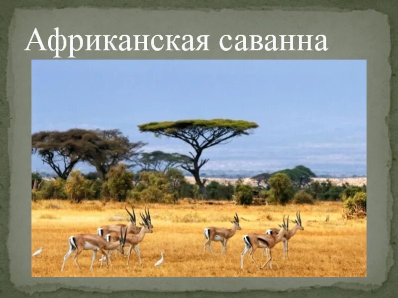 Саванны 2 класс. Саванна през. проект саванна. саванны презентация. африканская саванна 2 класс.