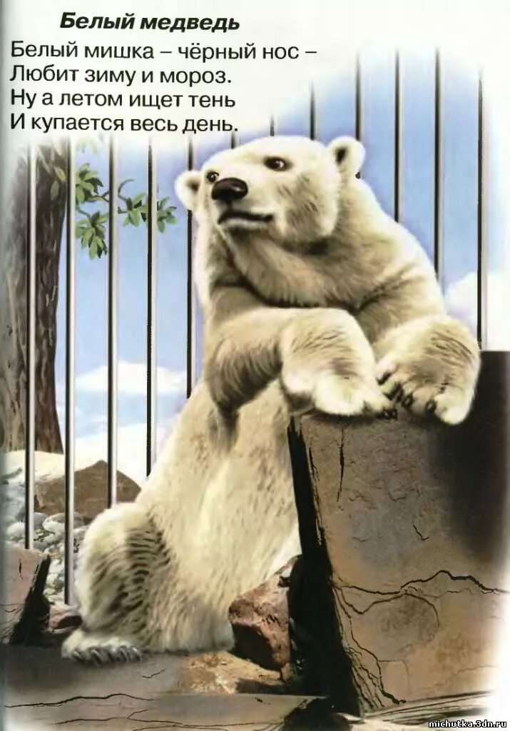 стихи про белог медведя. стих про белого медведя для детей. стих про белого медведя. стих про белого медведя для детей. сказка про боевого медведя.