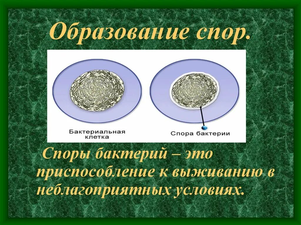 Споры это в биологии бактерии. Спора бактерии. Образование споры у бактерий. Образование спор.