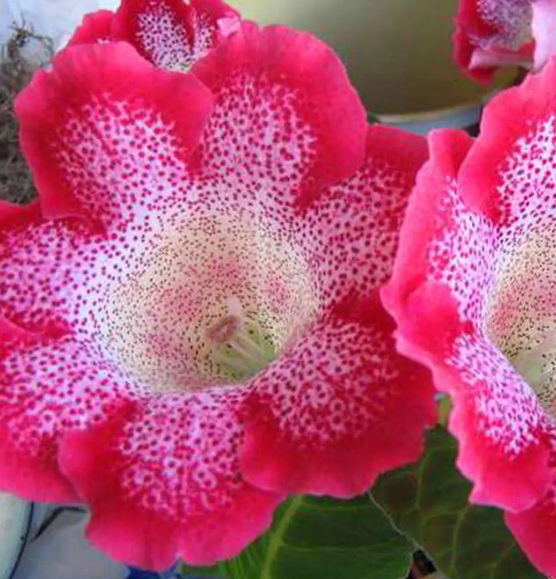 Глоксиния тигринум. Глоксиния ред. Глоксиния тайджер ред. Глоксиния тигрина красная. Глоксиния ред.