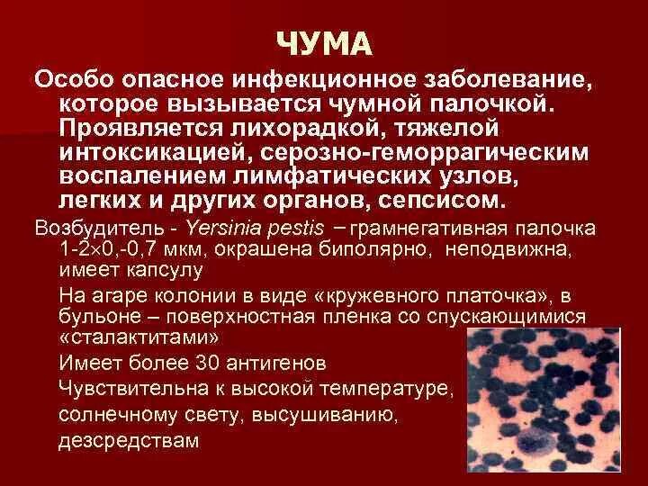 Опасные инфекции. Чума холера Сибирская язва возбудитель. Возбудитель чумы профилактика. Вирусы особо опасных инфекций. Может ли человек быть переносчиком кори