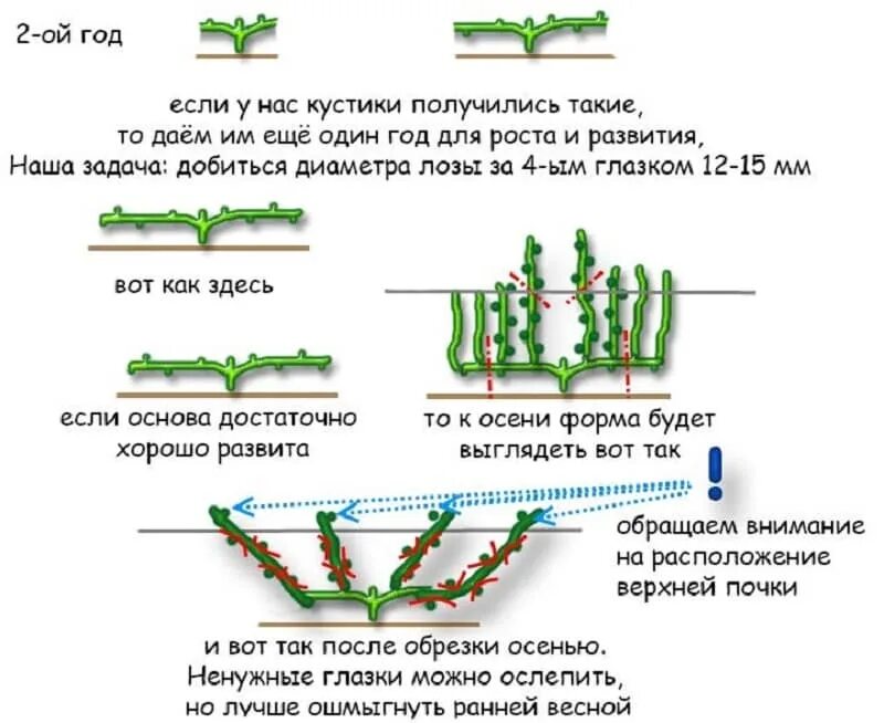 Когда можно обрезать виноград весной