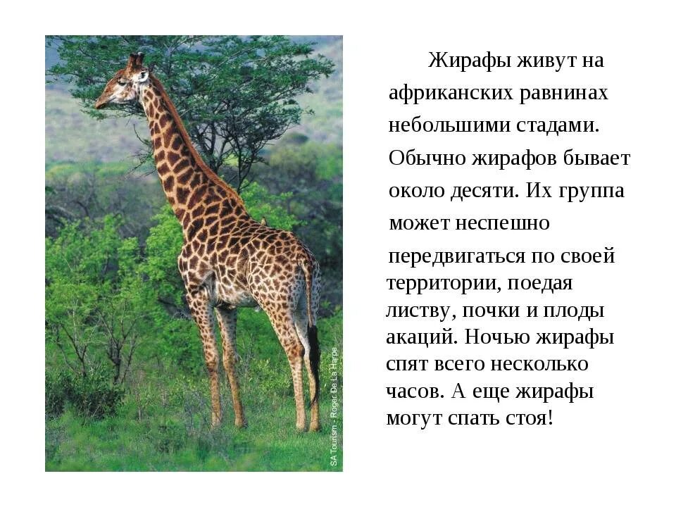 Какой тип развития характерен для сетчатого жирафа. Где обитает Жираф. Длина тела жирафа. О жирафе для детей. Жираф описание для детей.