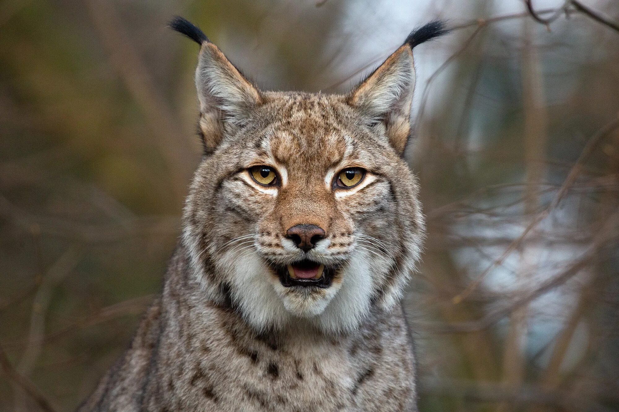 Рысь лицо. Lynx Lynx isabellinus. Гималайская Рысь. Обыкновенная Рысь. Восточноевропейская Рысь.