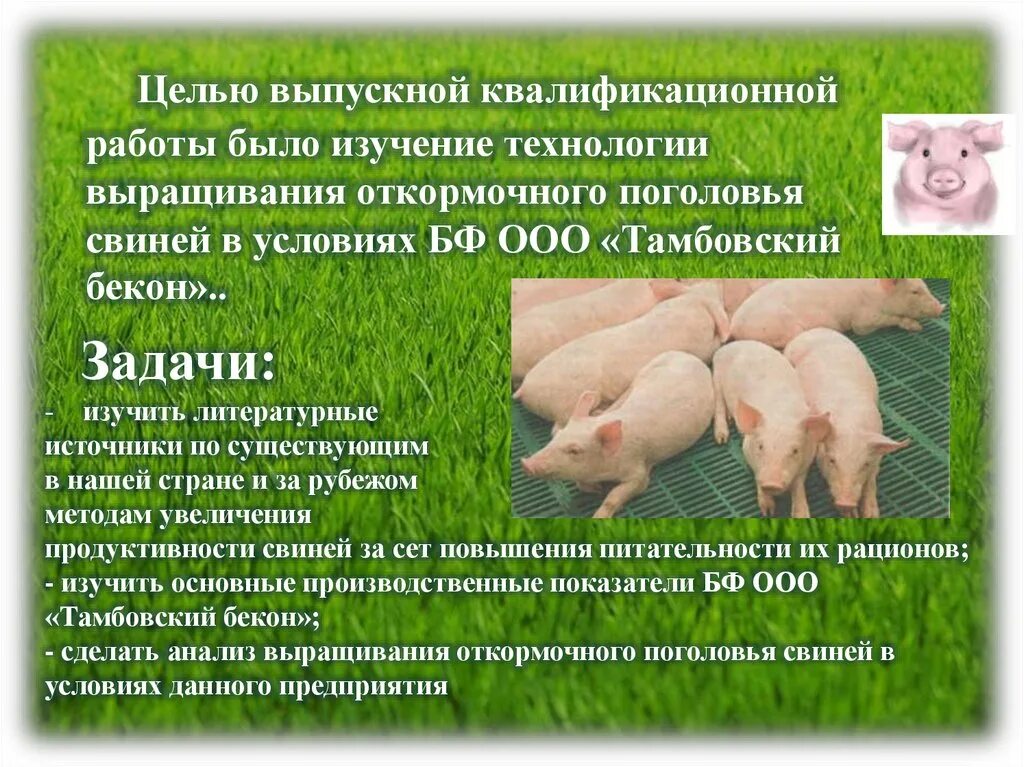 Бизнес план по свиноводству. Бизнес планы разведения свиней. Свиноферма бизнес план. Технология выращивания ремонтного молодняка. Свинарник схема.