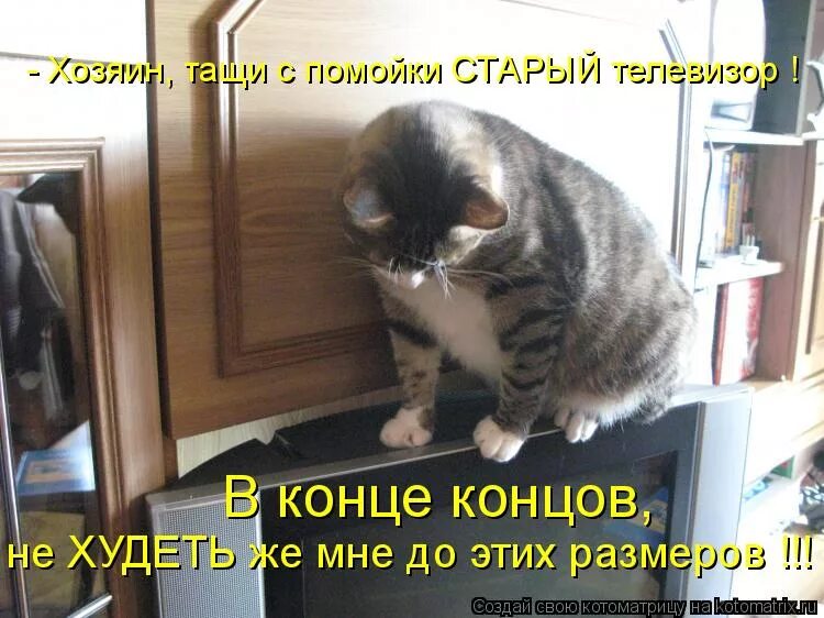 Приколы с котами до слез с надписями. Приколы с животными до слез с надписями. смешные животные до слёз с надписями на русском. ржачные картинки до слез с надписями про животных. смешные картинки с животными до слез с надписями.