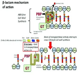 Mechanism of action
