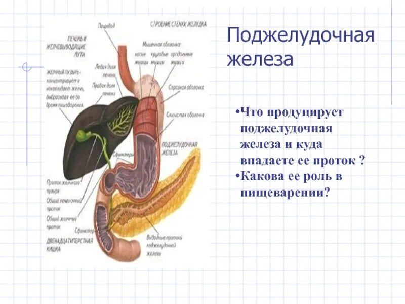 Роль печени и поджелудочной железы. Пузырный проток поджелудочной железы. Протоковая система поджелудочной железы. Проток поджелудочной железы впадает в. Санториниев проток поджелудочной железы.