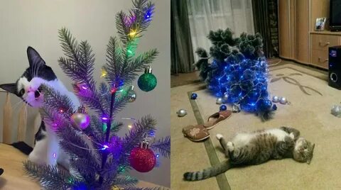 Как сделать новогоднюю фотографию кошки без елки