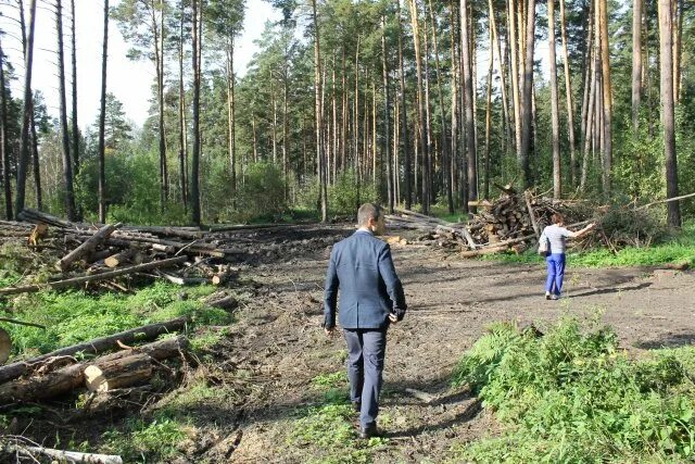 Кудряшовский бор новосибирск. Новосибирская область лесное хозяйство. Мастер по лесному хозяйству. Сузунский бор. Новосибирское лесничество.