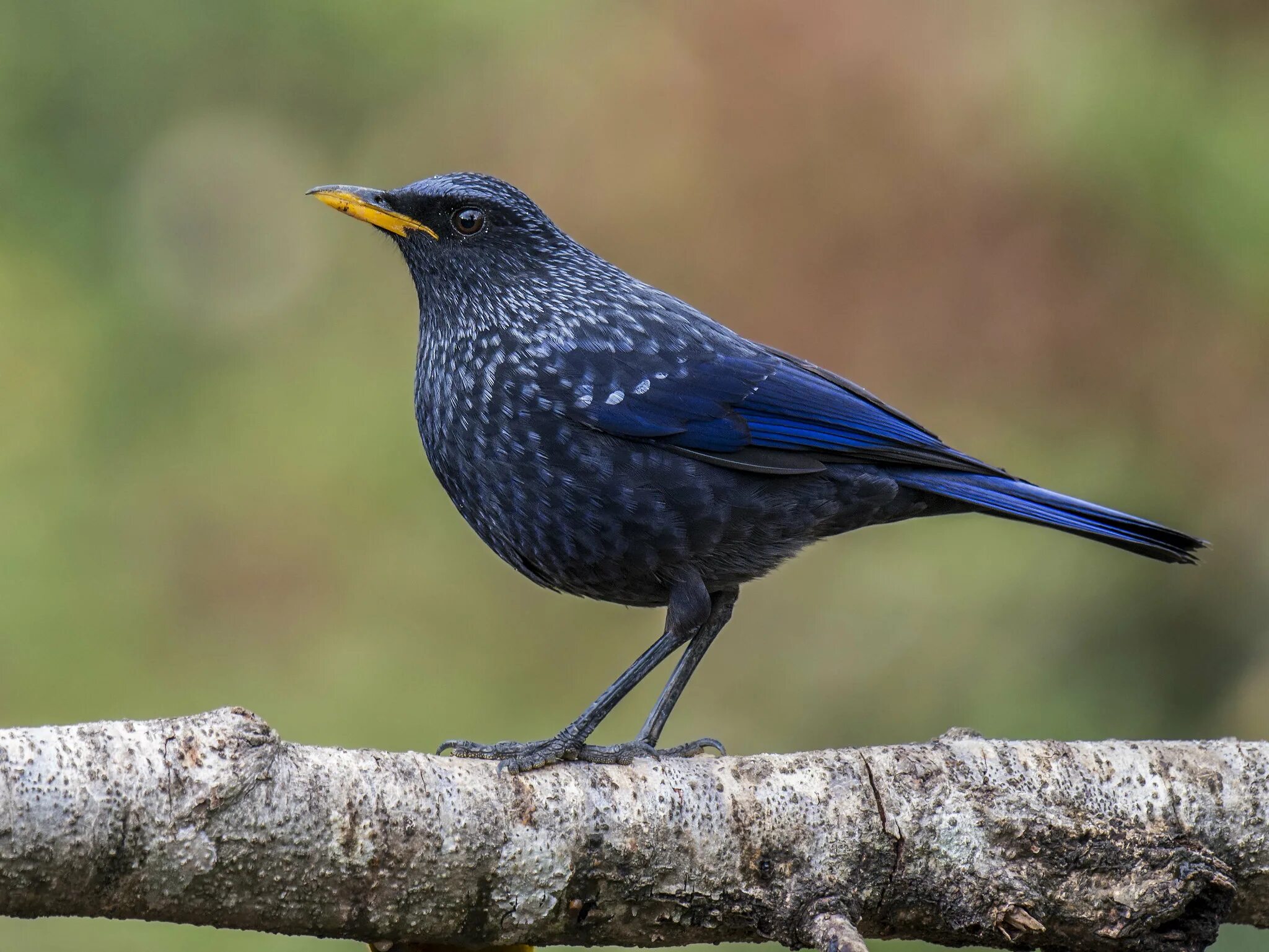 Лиловый Дрозд (Myophonus caeruleus). Черноголовая голубая Сойка. Синяя птица в Индии. Обыкновенная синяя птица. Синяя птица апрель