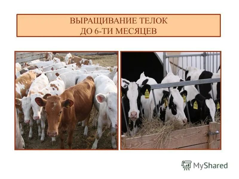 способы выращивания молодняка в молочный период. сараи для коров и телят. температура молока для поения телят. выращивание телят в молочный период.