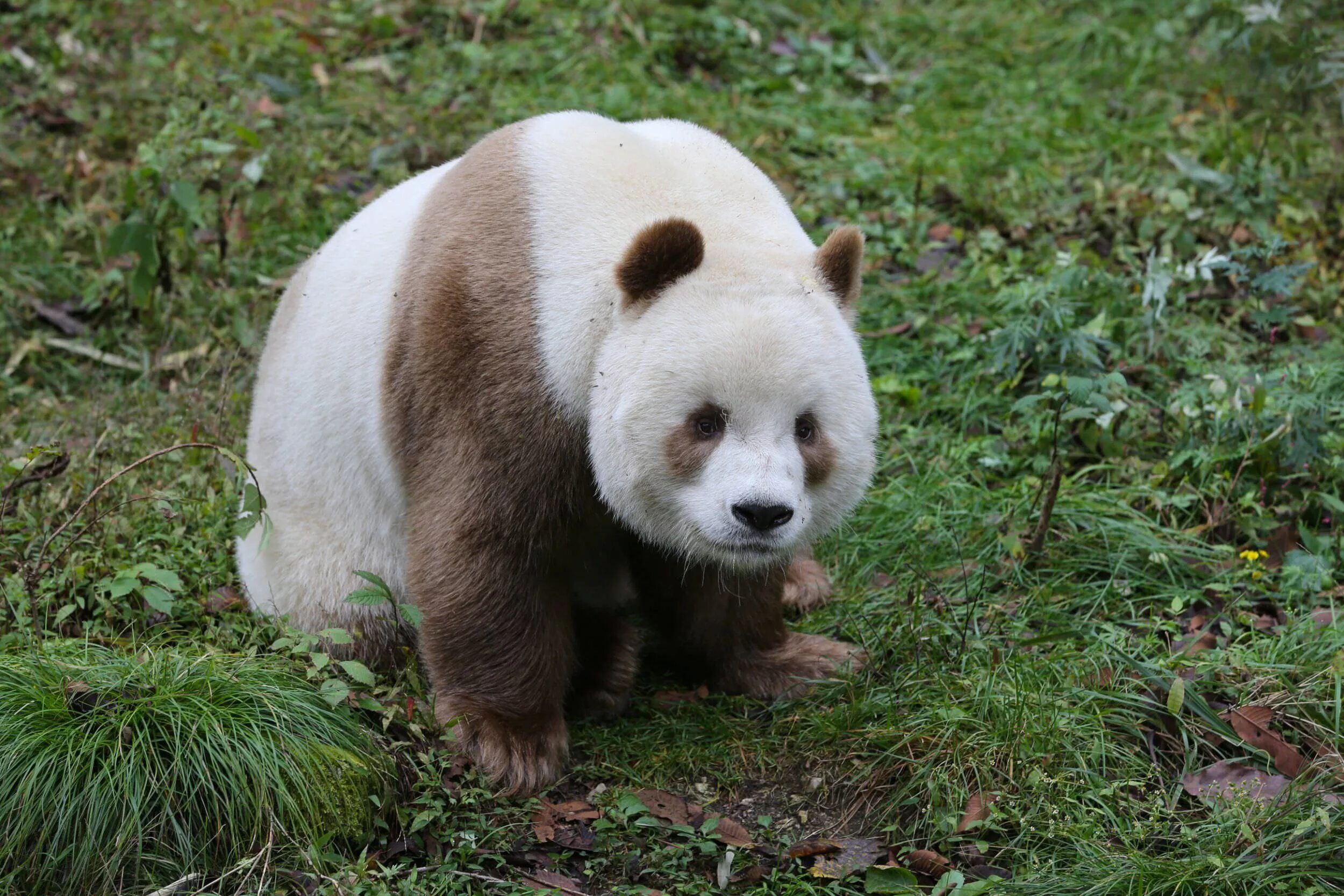 Циньлинская Панда. Панда Кизай. Панда альбинос. Большая коричневая Панда. Большая панда медведь