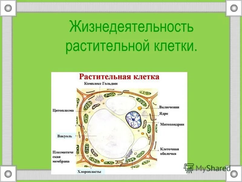 Жизни деятельности клетки. Жизнедеятельность клетки. Жизнедеятельность клетки растений. Строение и жизнедеятельность растительной клетки. Жизнедеятельность растительной клетки.