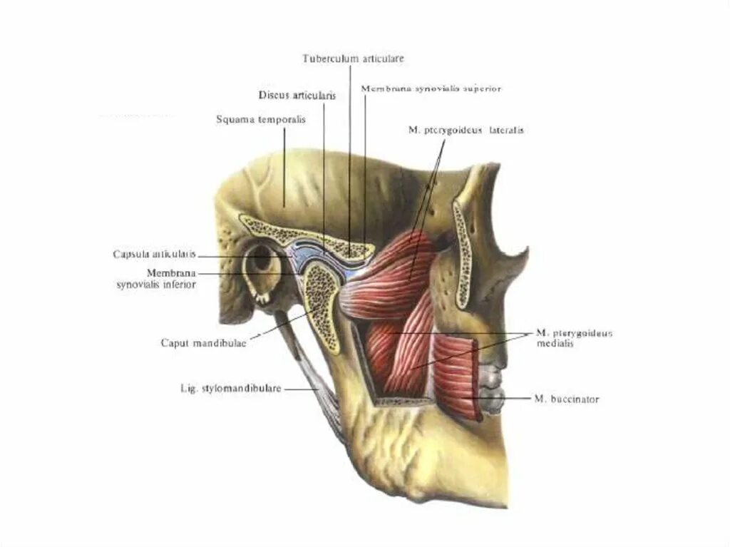 Строение височно челюстного сустава. Височно-нижнечелюстной сустав анатомия строение. Суставная ямка височно-нижнечелюстного сустава. Синовиальная мембрана височно нижнечелюстного сустава.