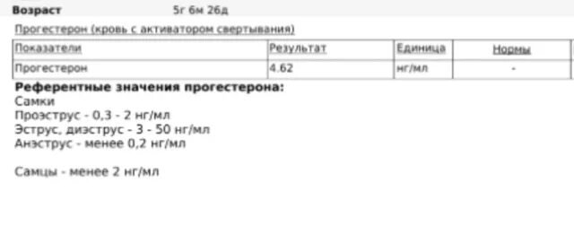Прогестерон у собак для вязки. Прогестерон у собак для вязки