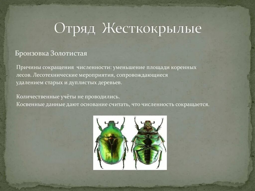 Примеры жесткокрылых
