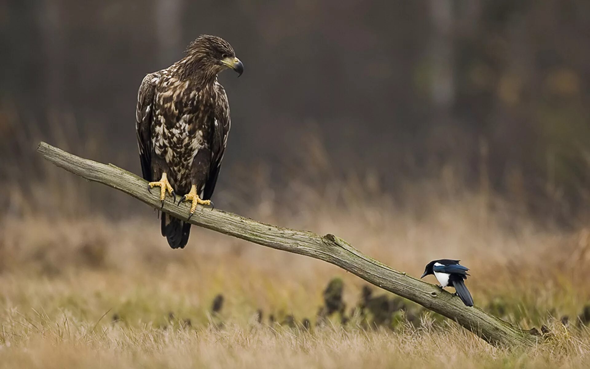 Молуккский орёл. Про хищных птиц. Орел ястреб коршун. Про хищных птиц. Испанский ястребиный орел.