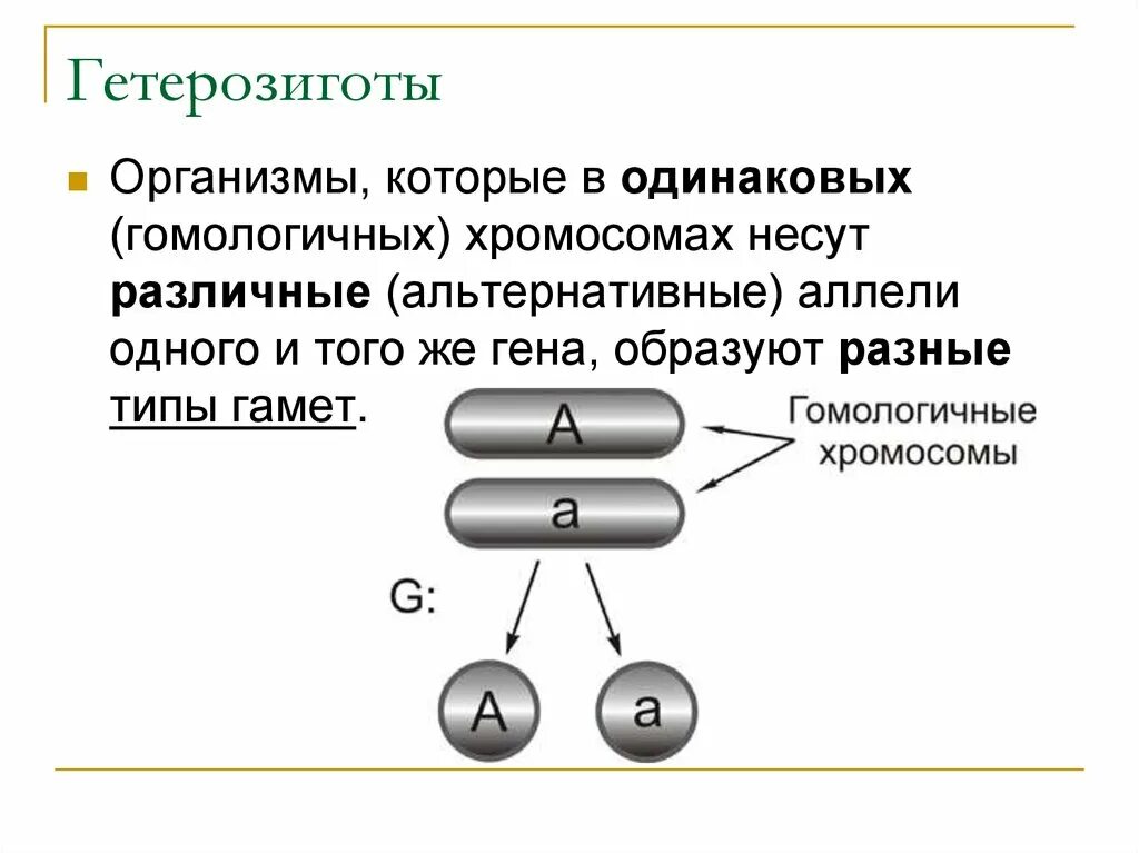 Гетерозигота образует один Тип гамет. Типы гамет которые образует гетерозиготная особь. Типы гамет которые образует гетерозигота. Гомозигота и гетерозигота это. Генотипе доминантного гомозиготного организма