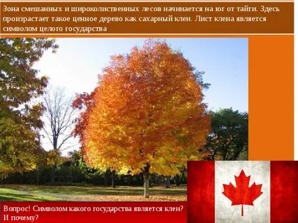 Клен предложение составить